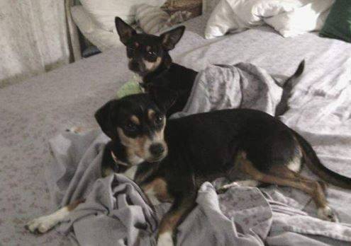 Pepper and lucy - miniature pinscher dachshund mix dogs for adoption orlando florida 2