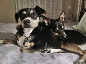 Orlando fl – bonded pair of minpin mix dogs for private adoption – meet pepper and lucy