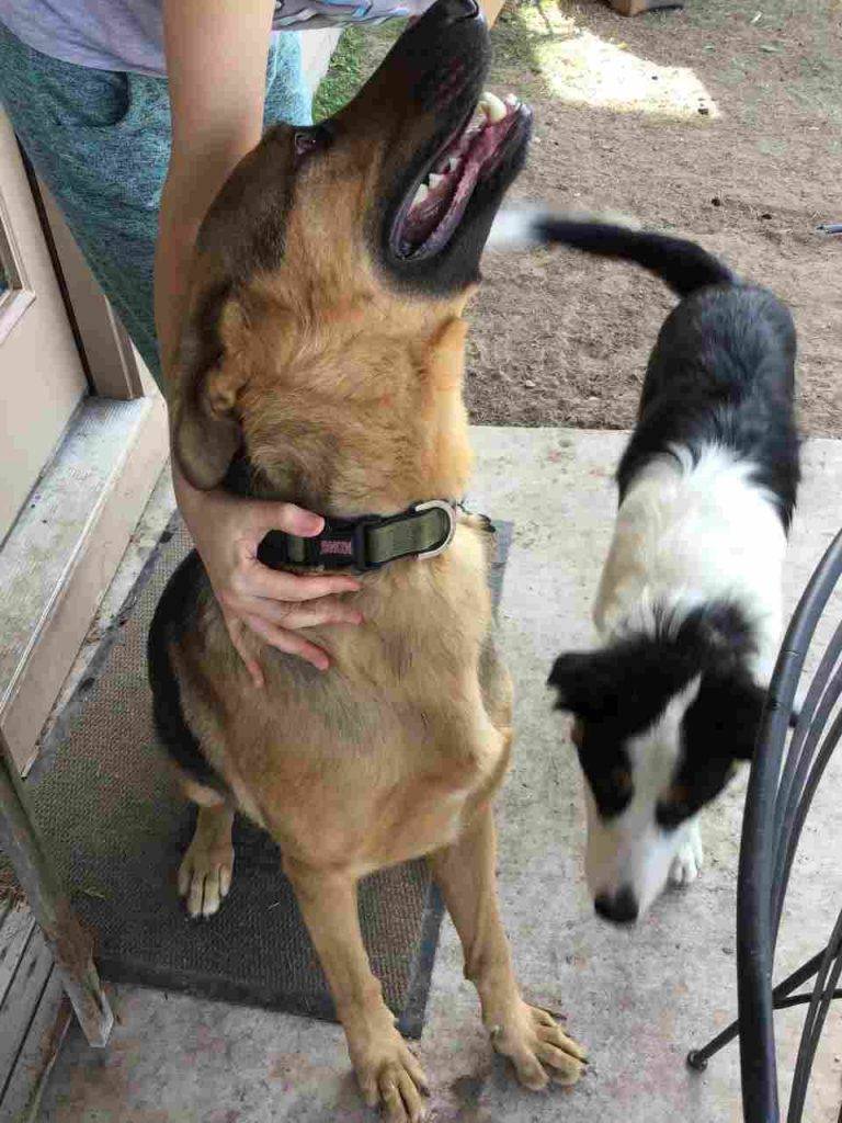Percy border collie puppy adoption austin tx 2