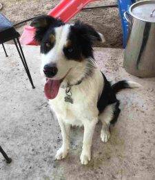 Percy Border Collie Puppy Adoption Austin TX 2