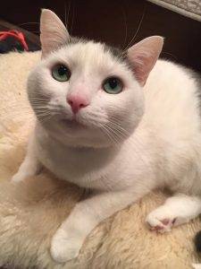 Stunning white lap cat for adoption near baltimore md – adopt 8 yo female puma today