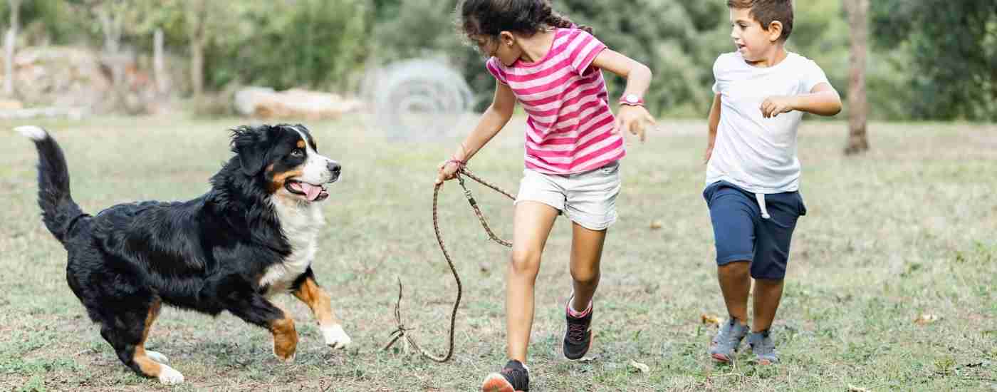 fort lauderdale pet rehoming services banner