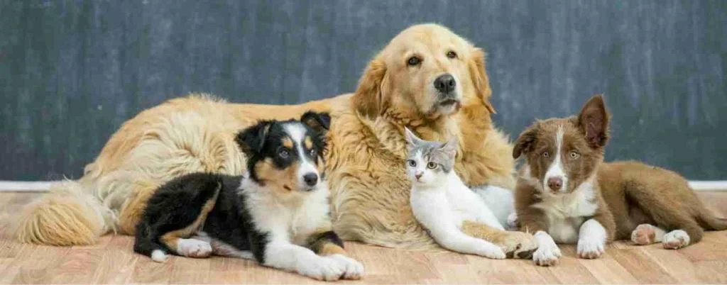 banner for pet rehoming services featuring a a golden retriever, a sheltie and a cute grey and white tabby cat