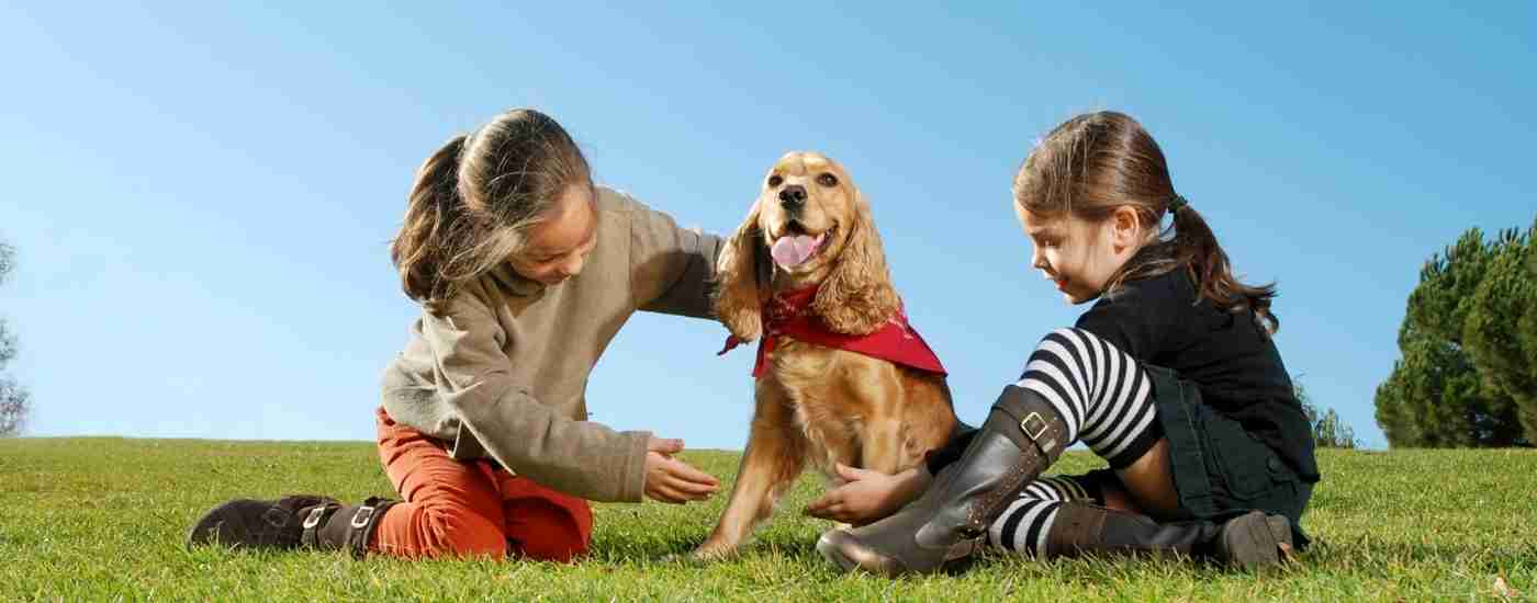 Norfolk pet rehoming services banner features a boy and girl playing outdoors with a cocker spaniel dog
