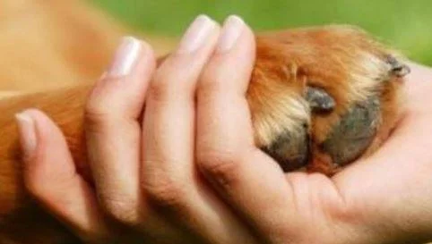 Photo Modesto Pet Rehoming Services - Rehome a Dog or Cat in Modesto