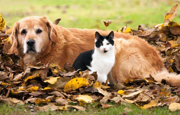 Pet Rehoming Services - Rehome a Dog - Rehome a Cat