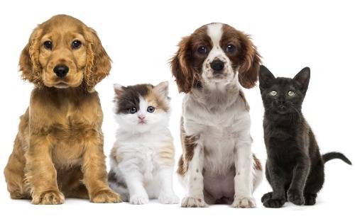 Pets For Adoption in Albuquerque