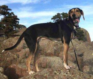Treeing walker coonhound for adoption near tampa florida – adopt phillip