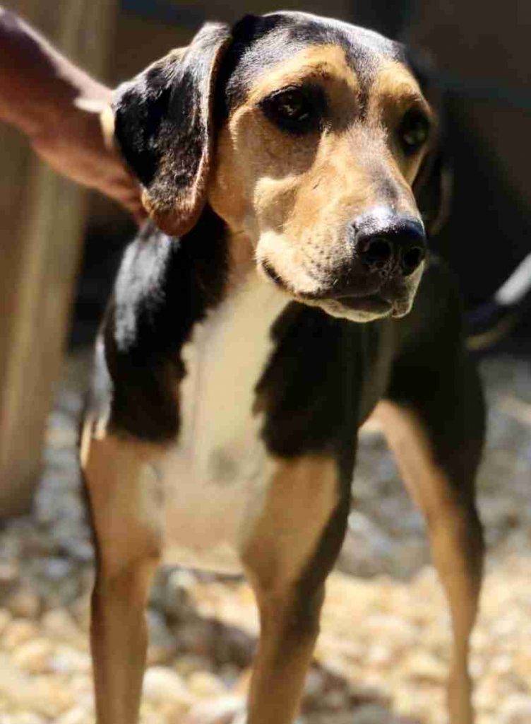 Phillip - treeing walker coon hound for adoption near tampa fl
