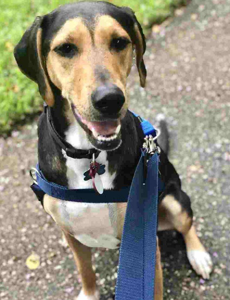 Phillip - treeing walker coon hound for adoption in lithia fl