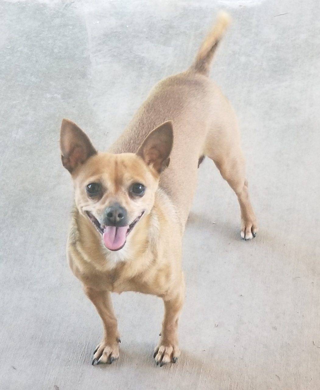 Chihuahua Dog For Adoption in Murrieta CA