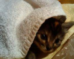Photo Phoenix - maine coon mix longhaired tortoiseshell cat for adoption atlanta smyrna ga