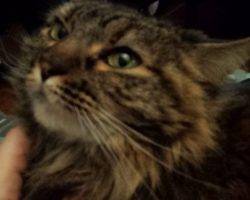 Phoenix - maine coon mix longhaired tortoiseshell cat for adoption atlanta smyrna ga
