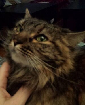 Phoenix - Maine Coon Mix Longhaired Tortoiseshell Cat For Adoption Atlanta Smyrna GA
