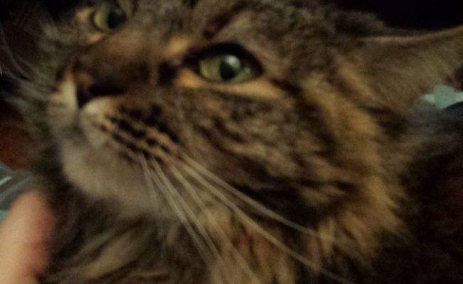 Phoenix - Maine Coon Mix Longhaired Tortoiseshell Cat For Adoption Atlanta Smyrna GA