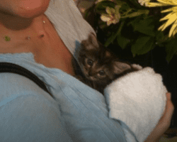 Photo Phoenix - maine coon mix longhaired tortoiseshell cat for adoption atlanta smyrna ga