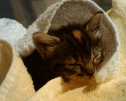 Photo Phoenix - maine coon mix longhaired tortoiseshell cat for adoption atlanta smyrna ga