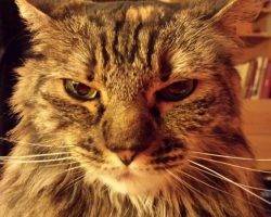 Phoenix - maine coon mix longhaired tortoiseshell cat for adoption atlanta smyrna ga