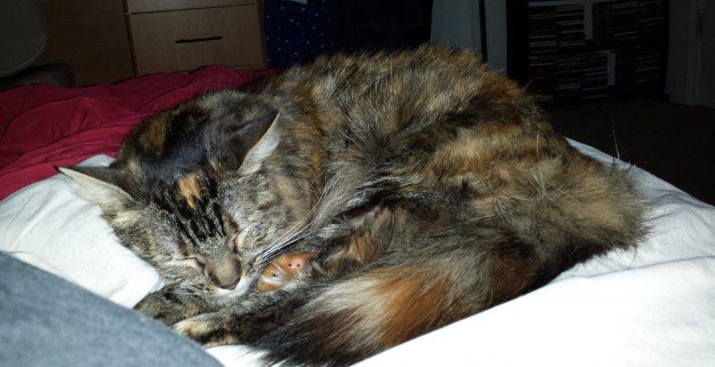 Phoenix - maine coon mix longhair torbie cat for adoption near atlanta ga
