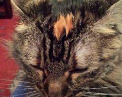 Phoenix - maine coon mix longhaired tortoiseshell cat for adoption atlanta smyrna ga