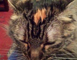 Phoenix - maine coon mix longhaired tortoiseshell cat for adoption atlanta smyrna ga