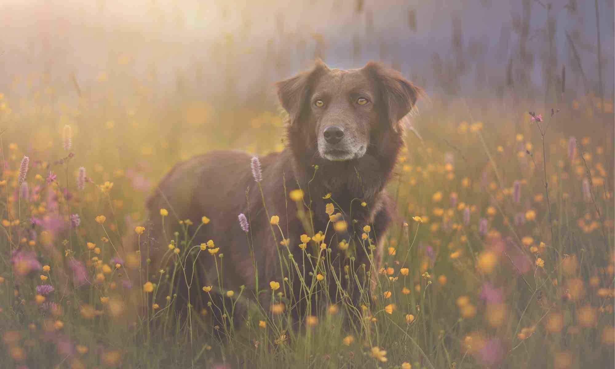Photo of Dog in Field of Flowers Depicting Pet Loss (1)