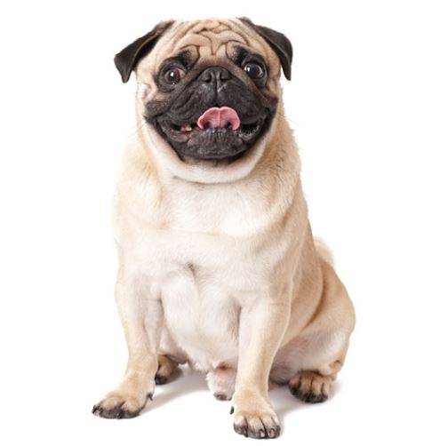 pug rehoming