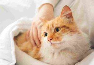 Photo of a pretty orange tabby and white long coated orange tabby cat