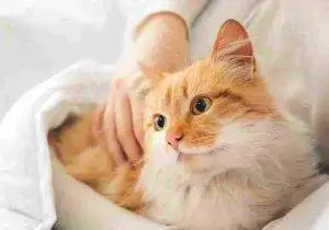 Photo of a pretty orange tabby and white cat a woman's arm is gently petting him
