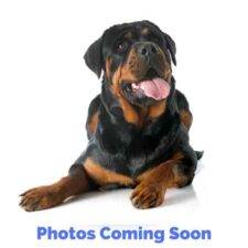 Photos Coming Soon Rottweiler