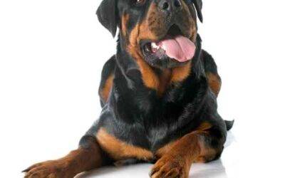 Rottweiler For Adoption in Plainfield Iowa – Supplies Included – Adopt Ruger