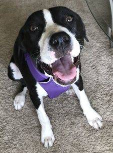 Milly Boxer Dog Adoption Minneapolis
