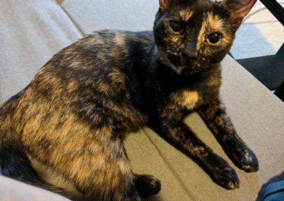 11 MO Female Tortoiseshell Kitten For Adoption in San ...