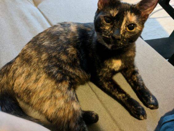 Adopted – 11 mo female tortoiseshell kitten in san antonio tx – pickles