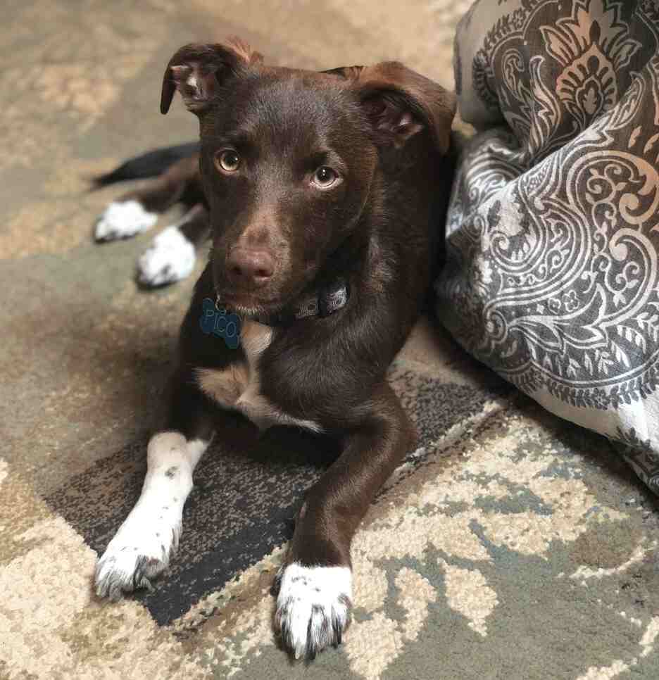 Pico dachshund feist mix dog for adoption los angeles ca 5