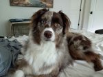 Liam, an adoptable Australian Shepherd dog in Princeton NJ, looks at the camera.