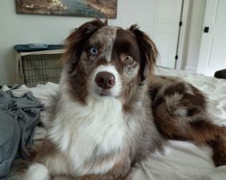 Liam, an adoptable australian shepherd dog in princeton nj, looks at the camera.
