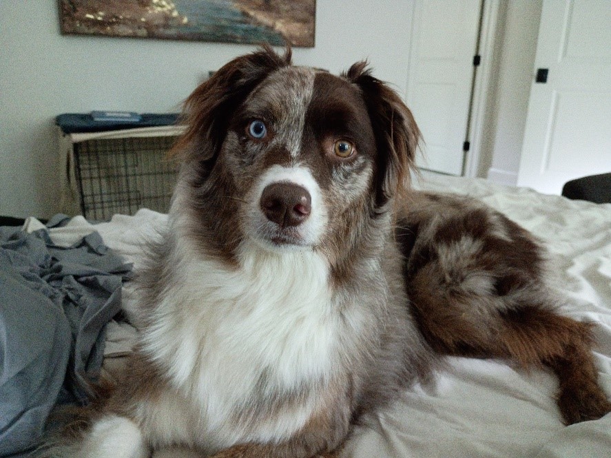 Liam, an adoptable Australian Shepherd dog in Princeton NJ, looks at the camera.