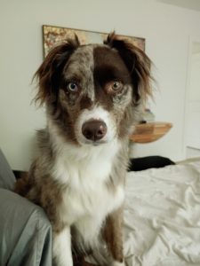 australian shepherd dog for adoption Photo australian shepherd dog for adoption