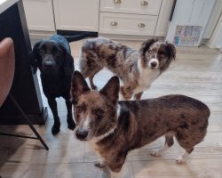 Australian shepherd dog for adoption