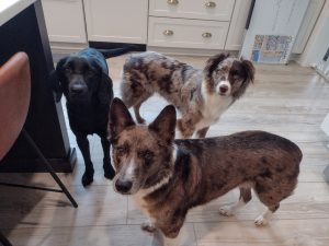australian shepherd dog for adoption Photo australian shepherd dog for adoption