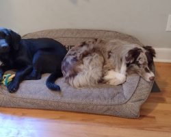 Australian shepherd dog for adoption
