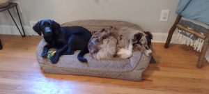 australian shepherd dog for adoption Photo australian shepherd dog for adoption