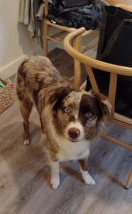 australian shepherd dog for adoption Photo australian shepherd dog for adoption