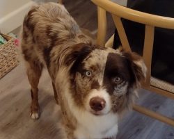Australian shepherd dog for adoption