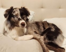 Australian shepherd dog for adoption