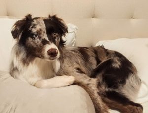 australian shepherd dog for adoption Photo australian shepherd dog for adoption