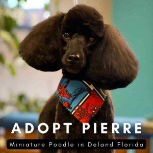 Black miniature poodle for adoption in deland florida – meet pierre