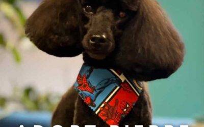 Black Miniature Poodle For Adoption in Deland Florida – Meet Pierre