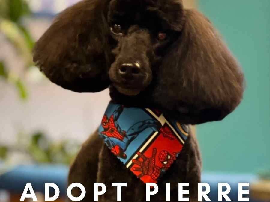 Black miniature poodle for adoption in deland florida – meet pierre